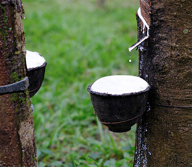 Natural latex being obtained from rubber tree and baked in own factory - no synthetic foams - non toxic latex